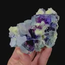 specimen video