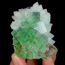 specimen video