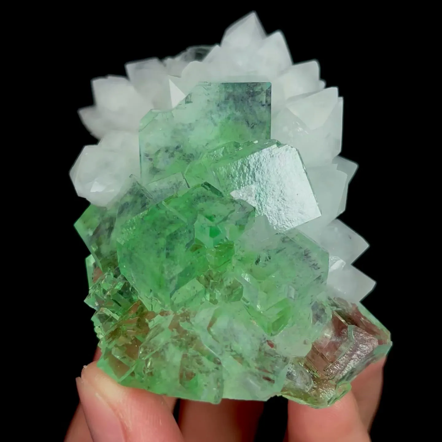 specimen video