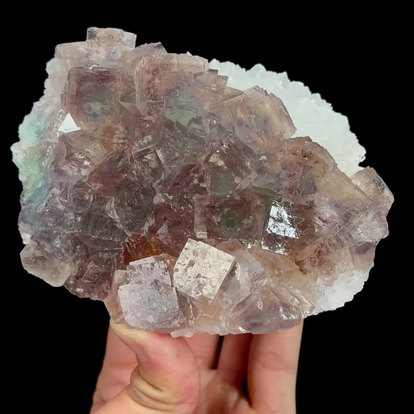 specimen video