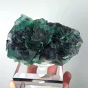 specimen video