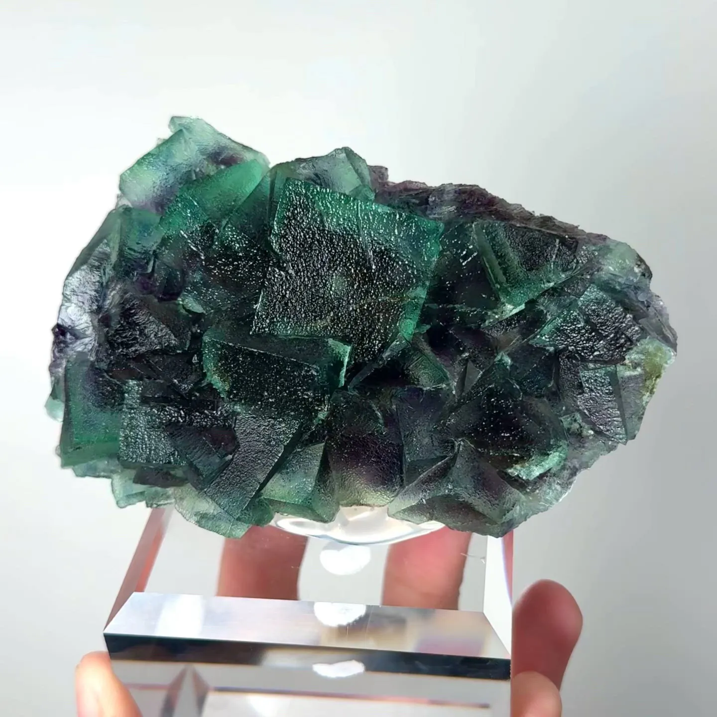 specimen video