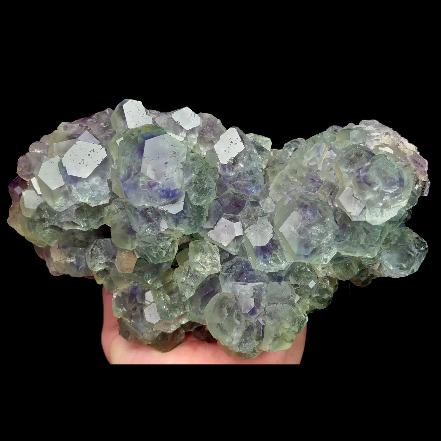 specimen video