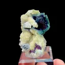 specimen video
