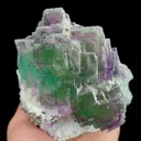 specimen video