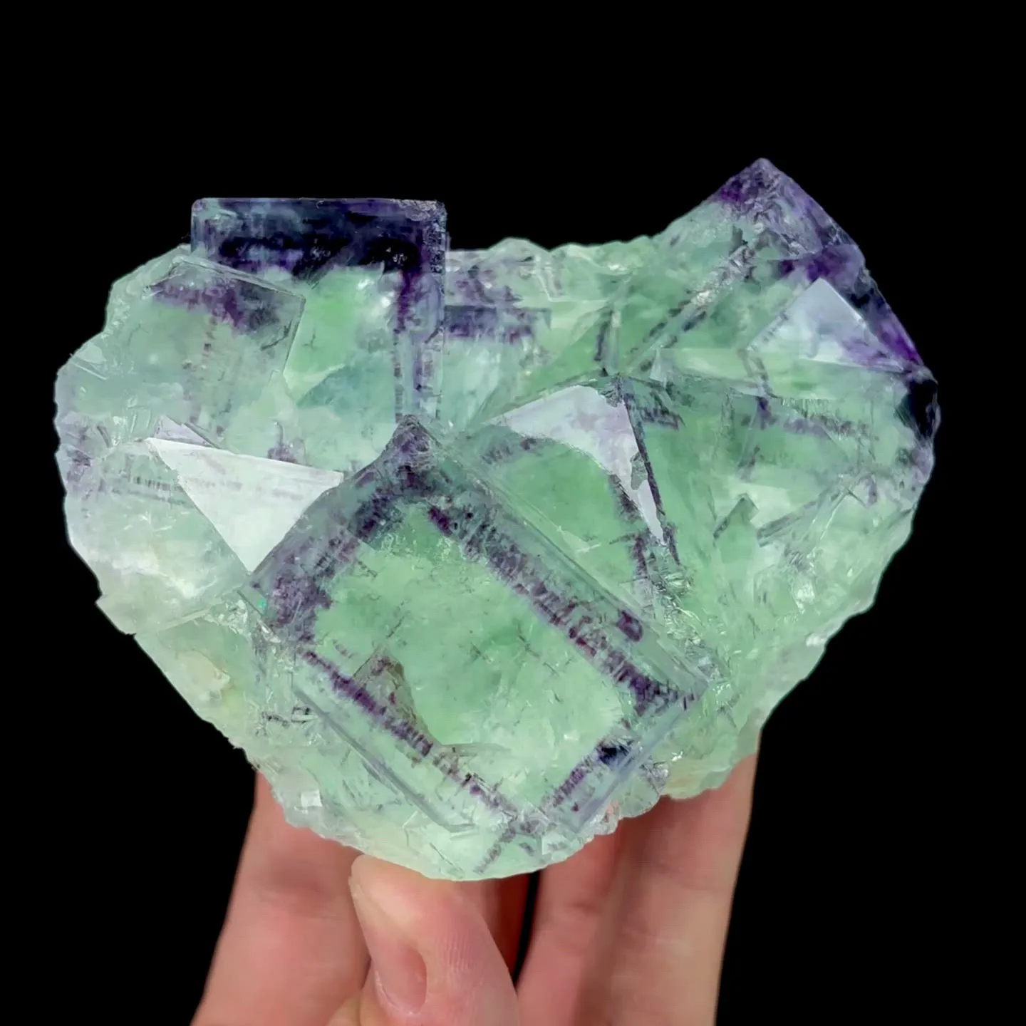 specimen video