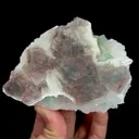 specimen video