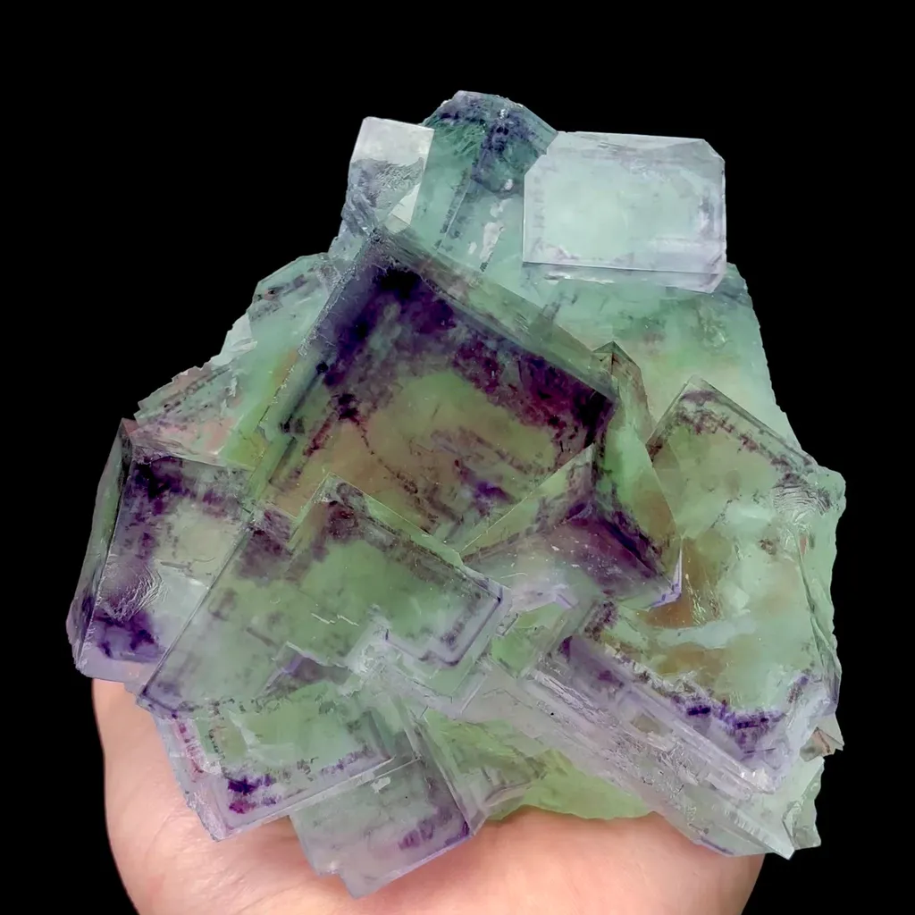 specimen video