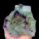 specimen video