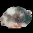 specimen video