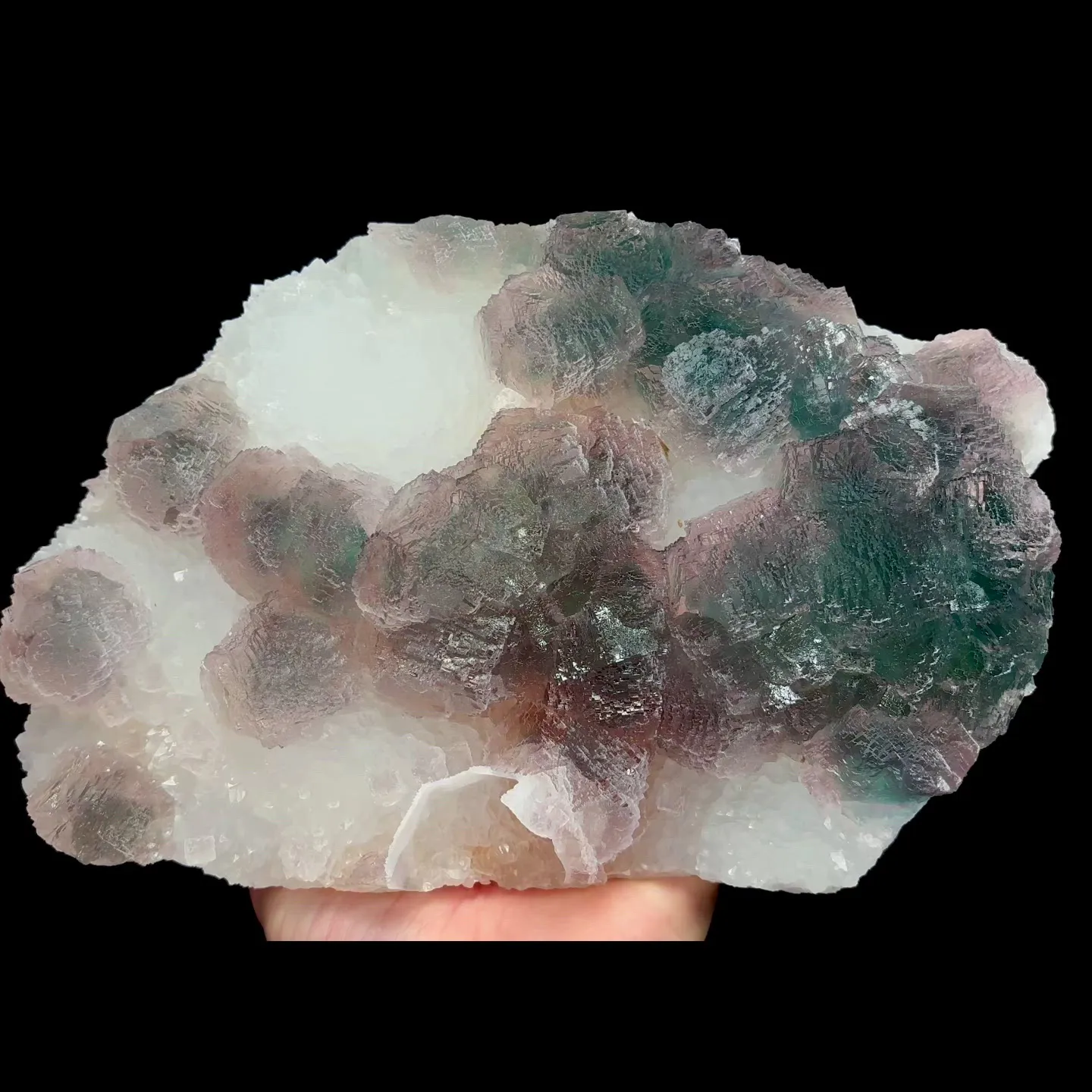 specimen video