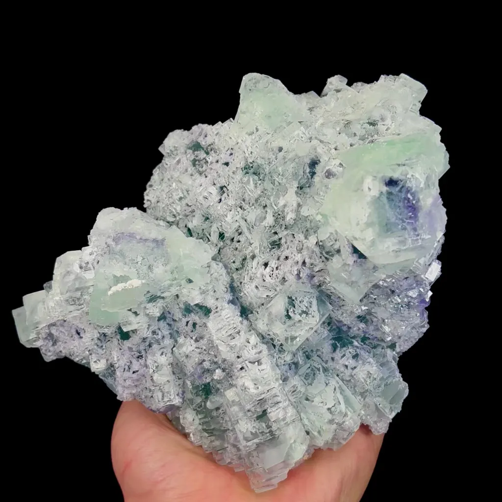 specimen video