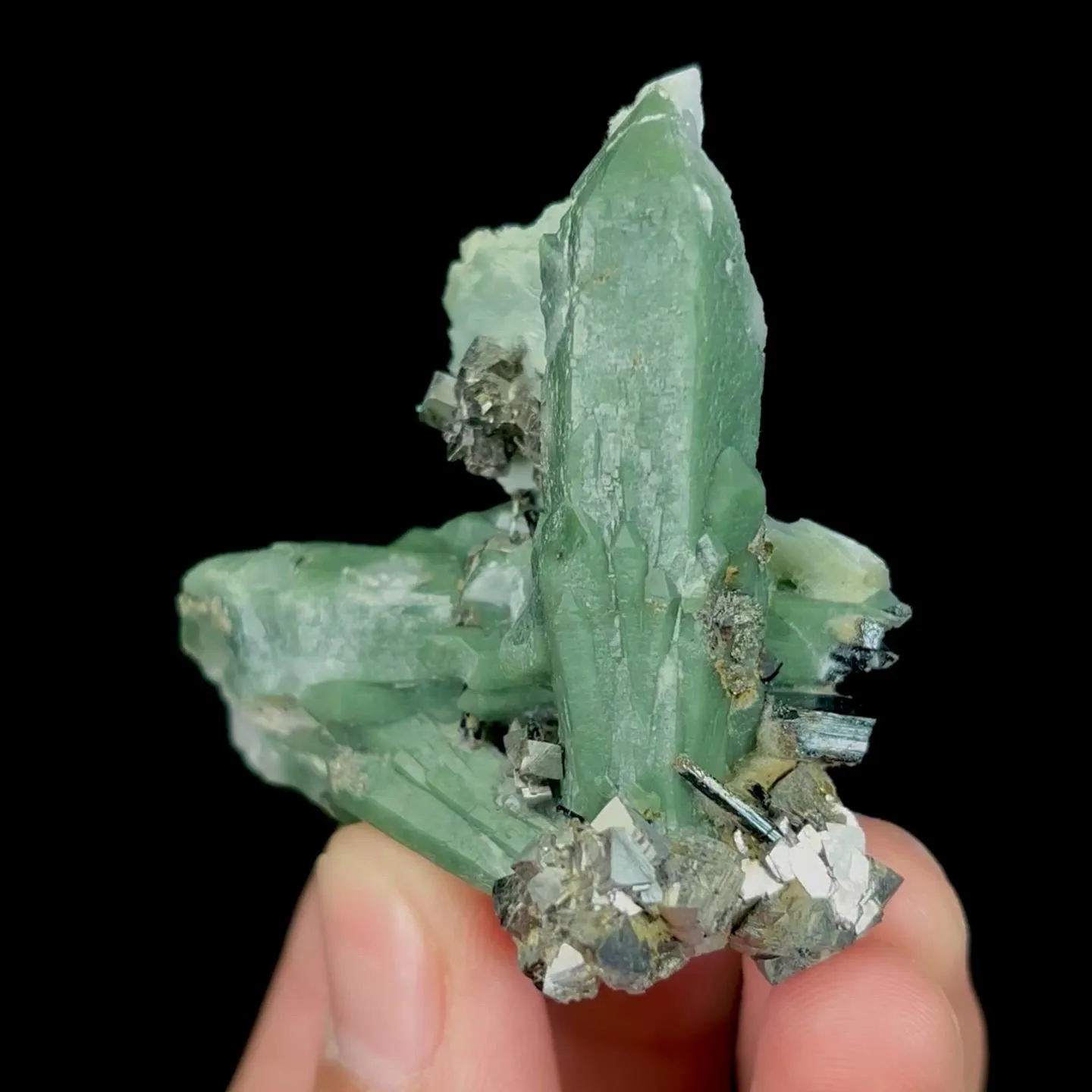 specimen video