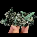specimen video