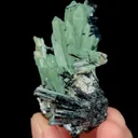 specimen video