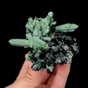 specimen video