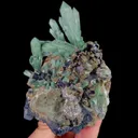 specimen video