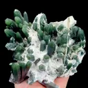specimen video