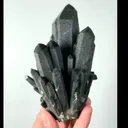 specimen video