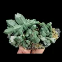 specimen video