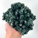 specimen video