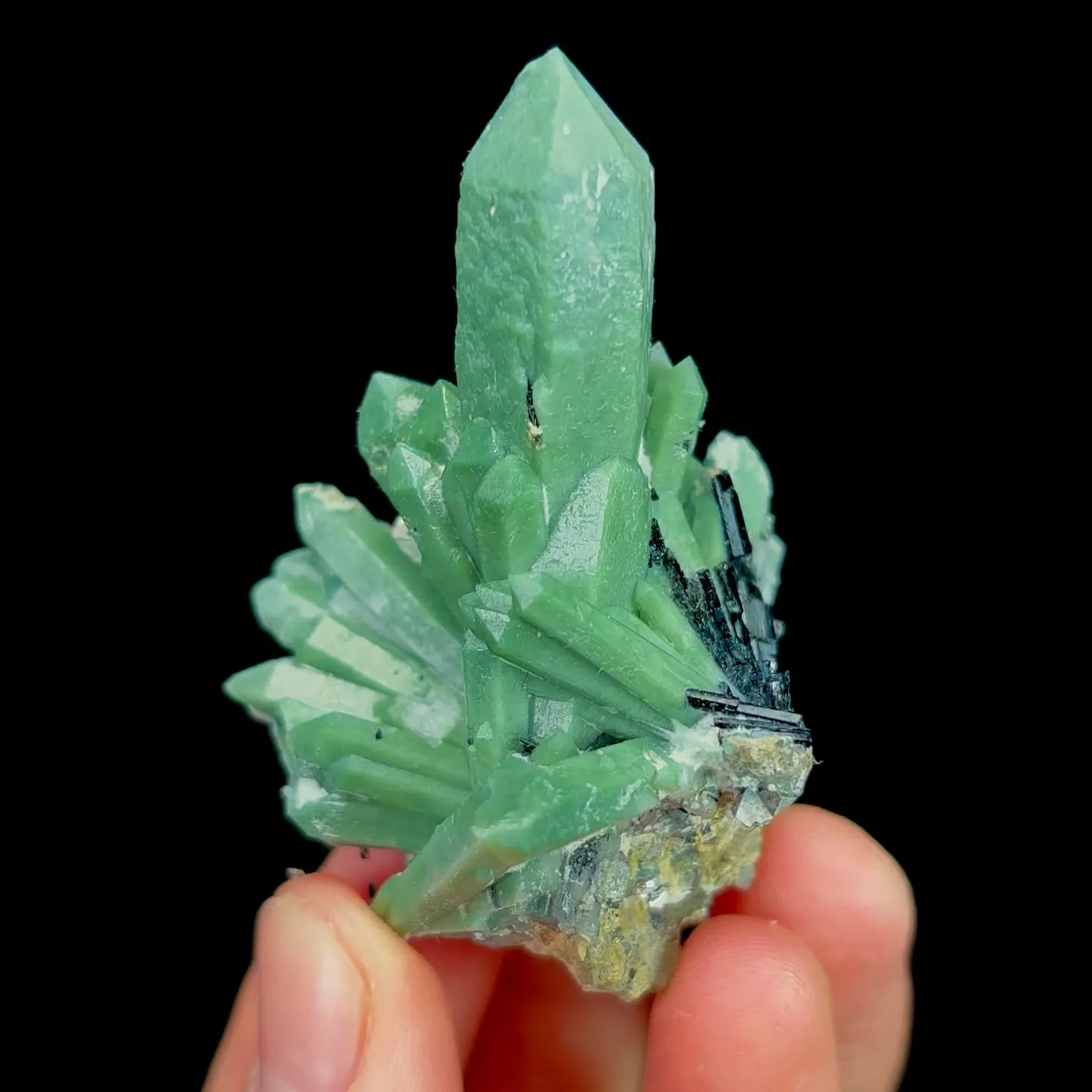 specimen video