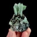 specimen video