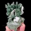 specimen video