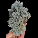 specimen video