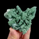 specimen video