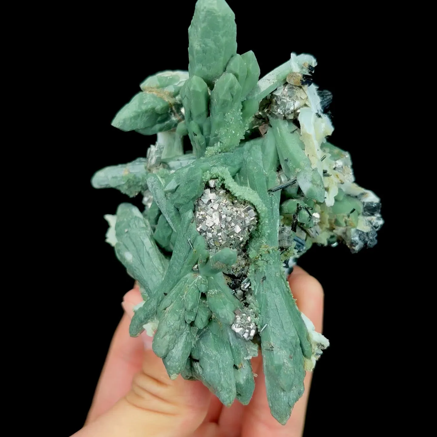 specimen video