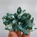 specimen video