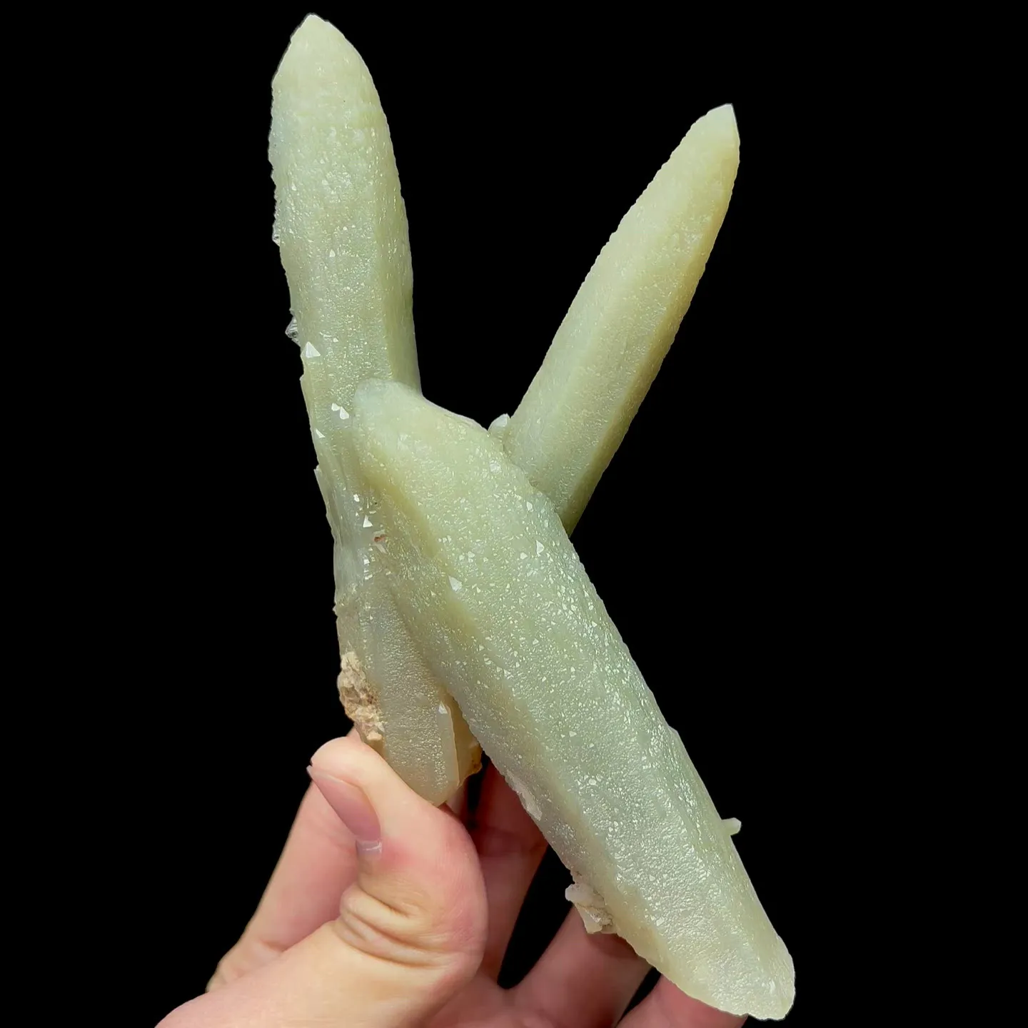 specimen video