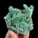 specimen video