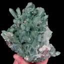 specimen video