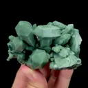 specimen video