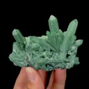 specimen video