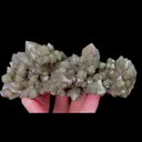 specimen video