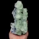 specimen video