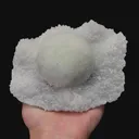 specimen video