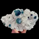 specimen video