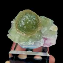 specimen video