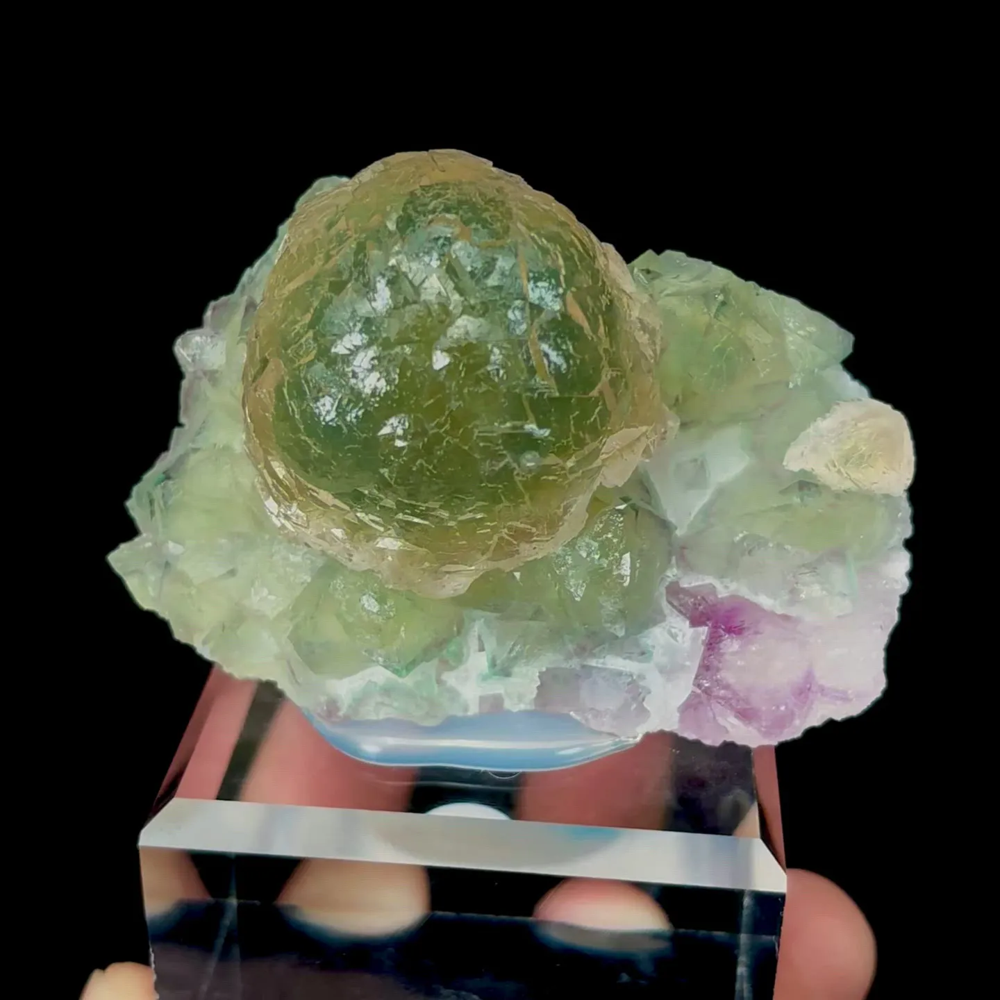 specimen video