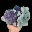 specimen video