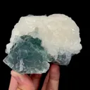 specimen video