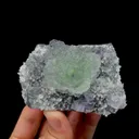 specimen video