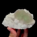 specimen video