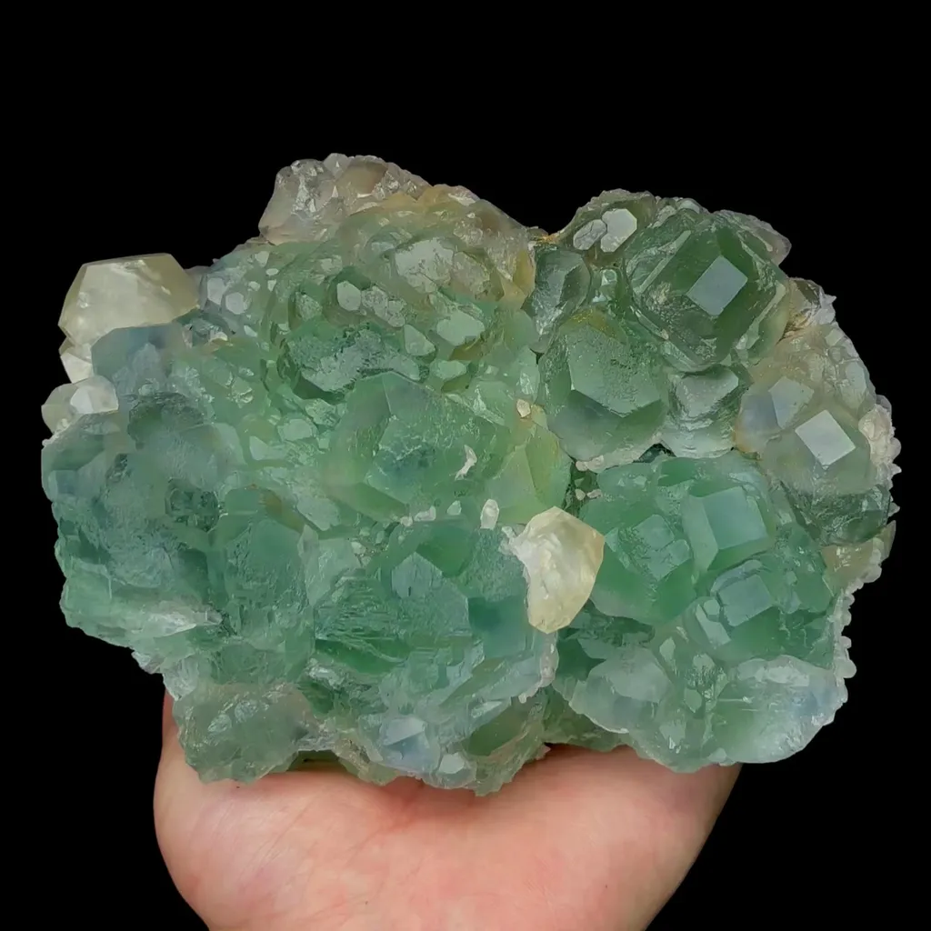 specimen video