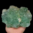 specimen video