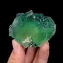 specimen video